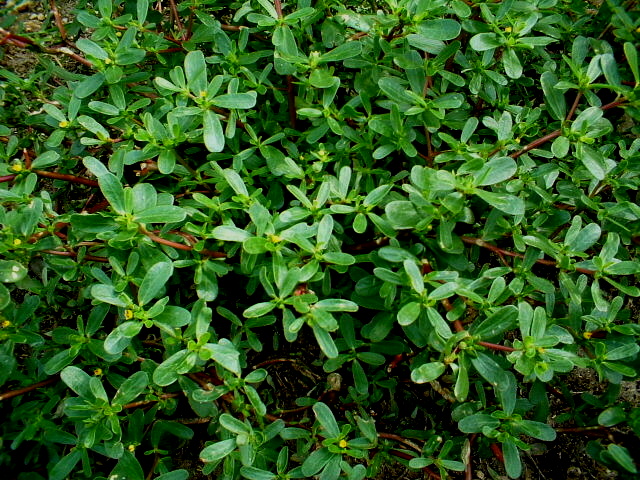 Portulaca oleracea - erba porcellana